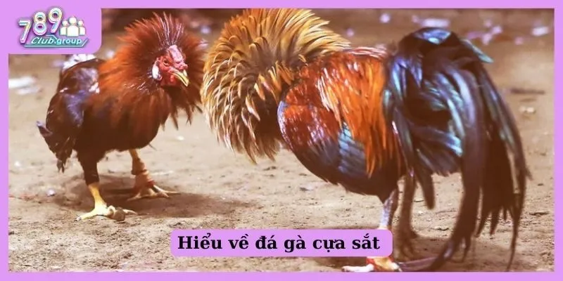 Hiểu về đá gà cựa sắt